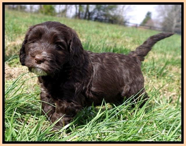 Caymen Solo pups 7 wks old401