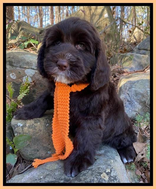 Caymen Solo pups 8 wks old 151