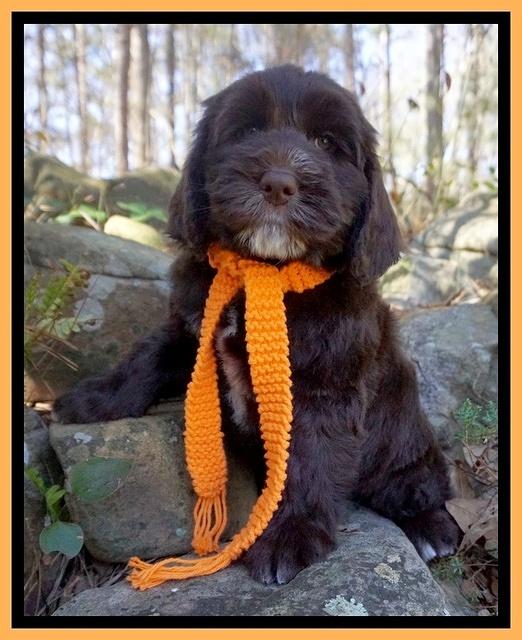 Caymen Solo pups 8 wks old 171