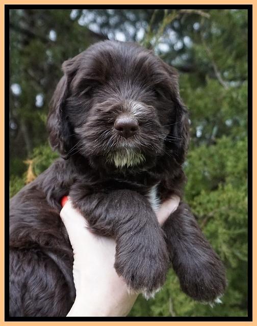 Caymen solo pups 6 wks old 461