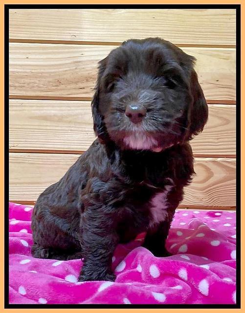 Caymen solo pups 6 wks old 471