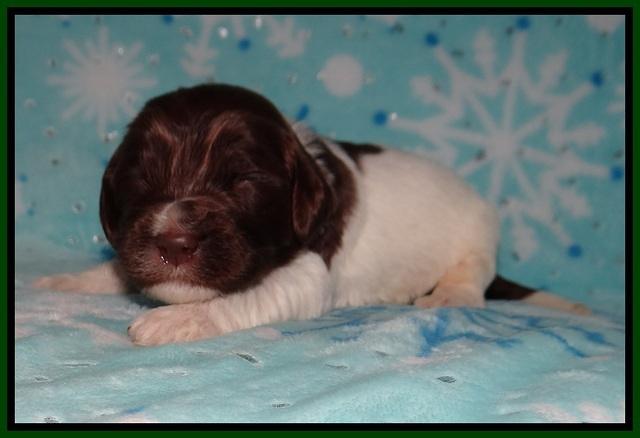 Cayman Solo pups 2 wk old 41