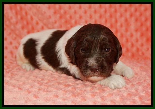 Caymen Solo pups 3 wks old 71