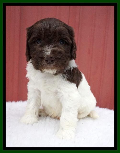 Caymen Solo pups 5 wks old 91