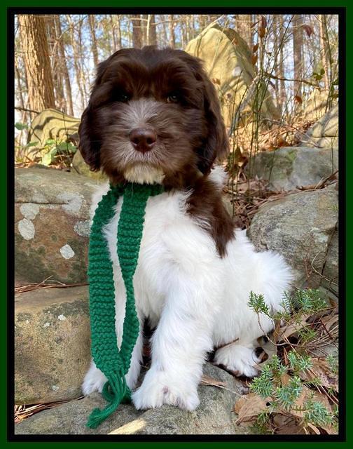 Caymen Solo pups 8 wks old 341