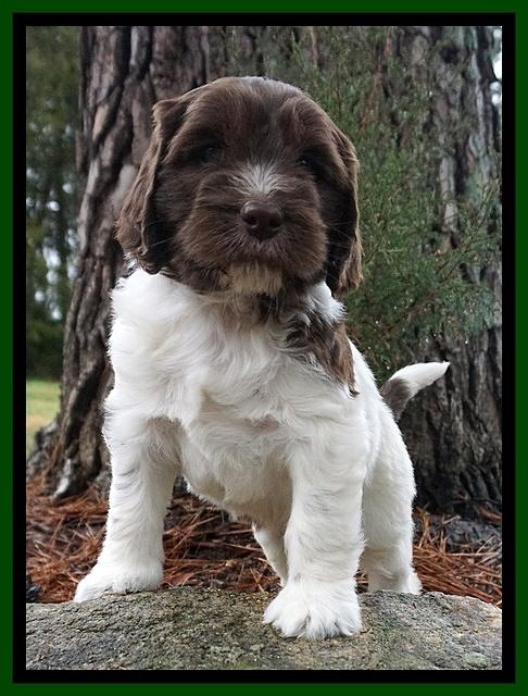 Caymen solo pups 6 wks old 111