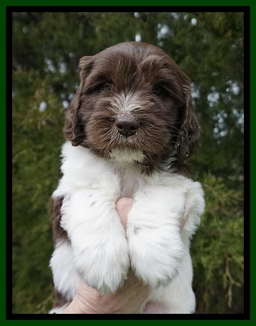 Caymen solo pups 6 wks old 131