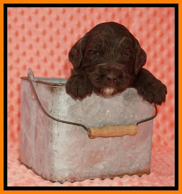 Caymen Solo pups 3 wks old 111