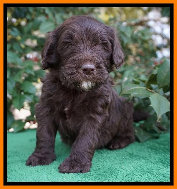 Caymen Solo pups 4 wks old 91