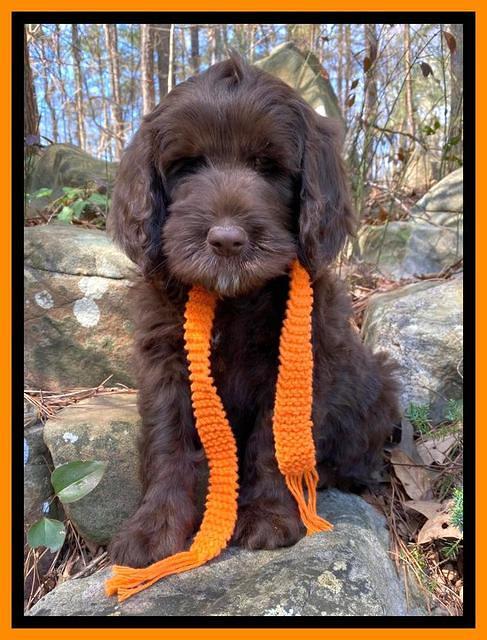 Caymen Solo pups 8 wks old 391