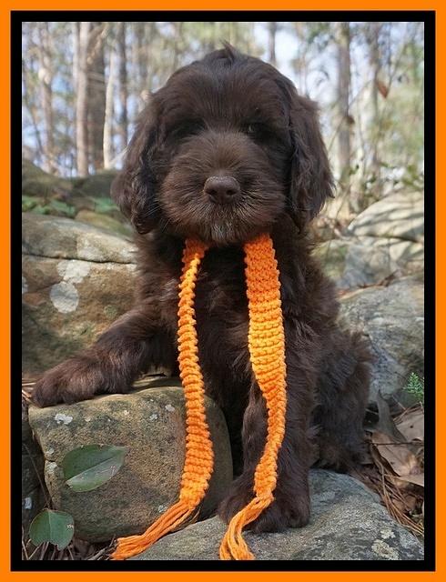 Caymen Solo pups 8 wks old 411