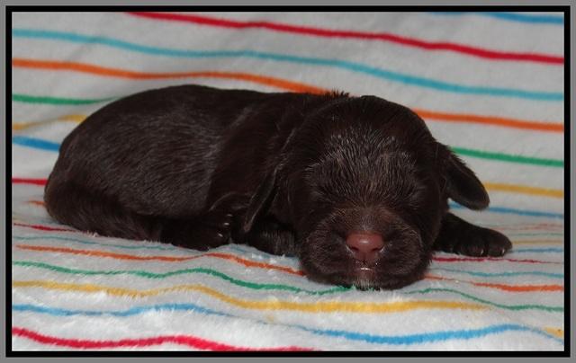 Cayman Solo pups 1 wk old 61