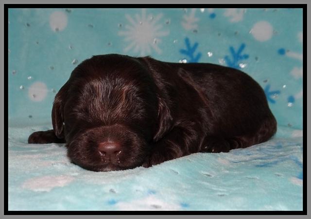 Cayman Solo pups 2 wk old 71