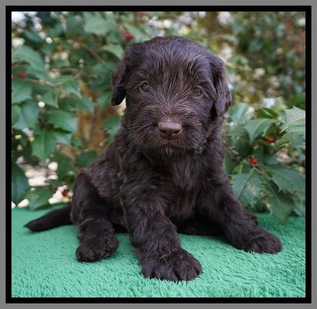 Caymen Solo pups 4 wks old 121
