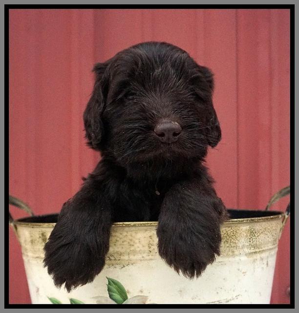 Caymen Solo pups 5 wks old 141