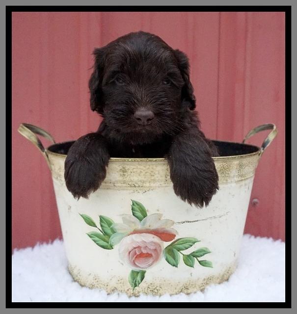 Caymen Solo pups 5 wks old 151
