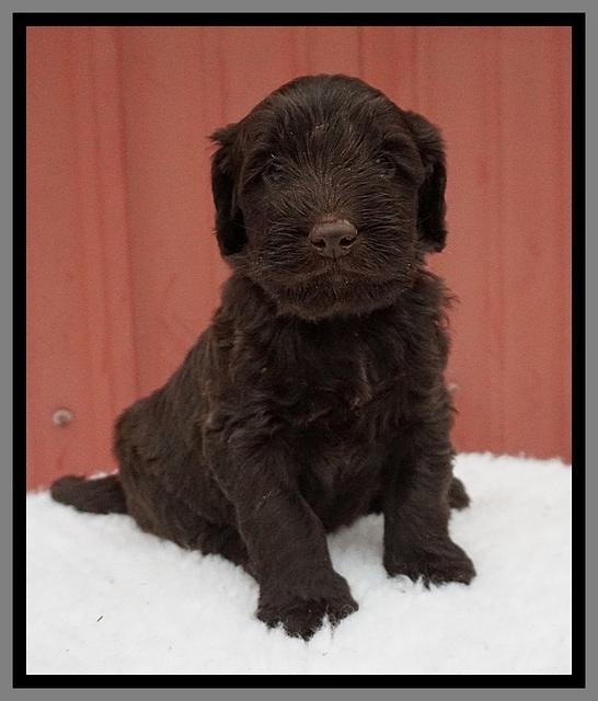 Caymen Solo pups 5 wks old 161