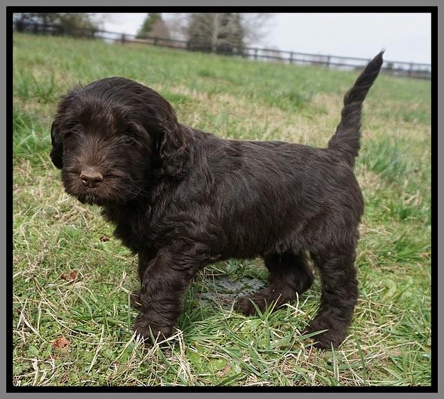 Caymen Solo pups 7 wks old201