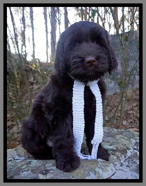 Caymen Solo pups 8 wks old 211