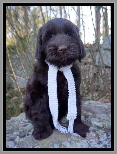 Caymen Solo pups 8 wks old 221