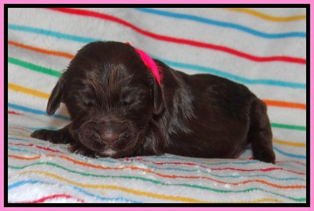 Cayman Solo pups 1 wk old 71