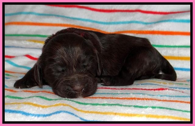 Cayman Solo pups 1 wk old 920