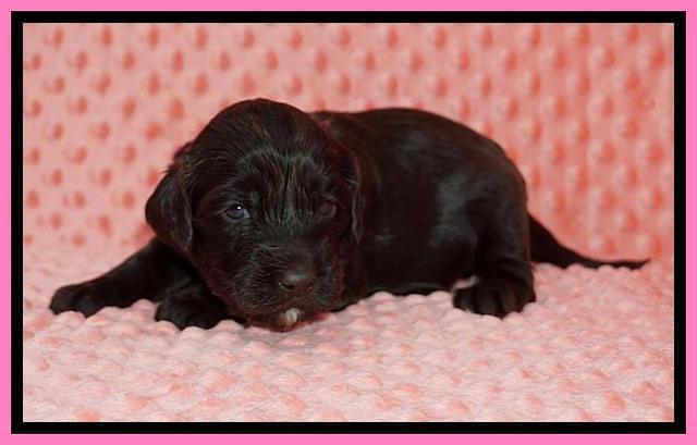 Caymen Solo pups 3 wks old 1122