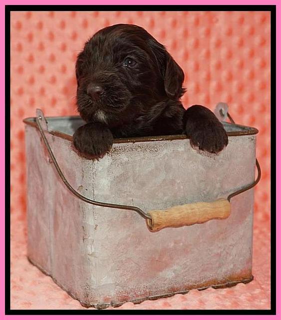 Caymen Solo pups 3 wks old 2122