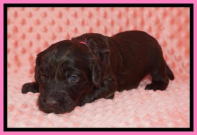 Caymen Solo pups 3 wks old 3122