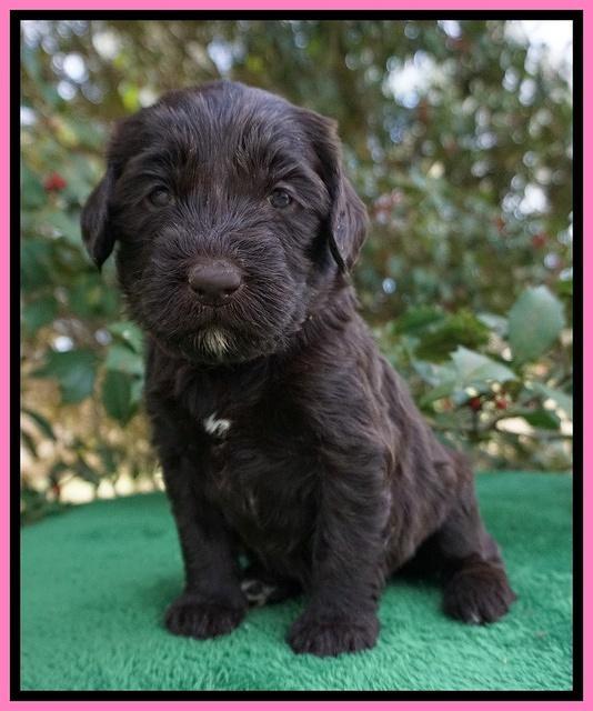 Caymen Solo pups 4 wks old 161
