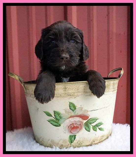 Caymen Solo pups 5 wks old 171