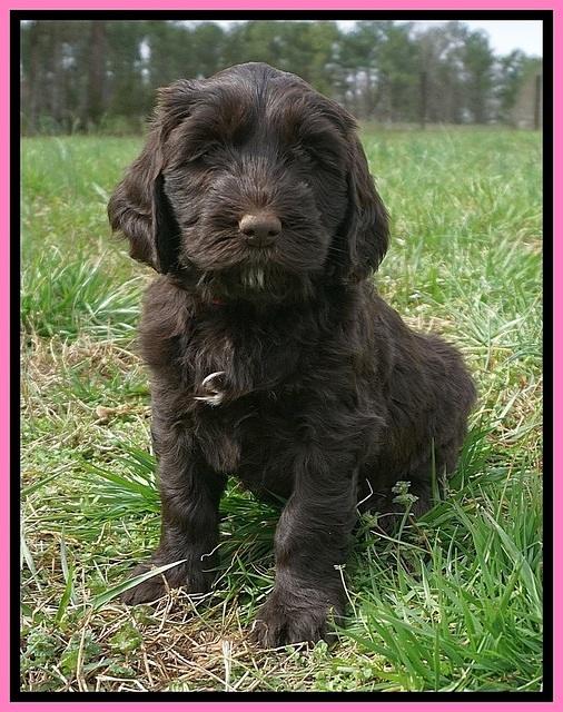 Caymen Solo pups 7 wks old241