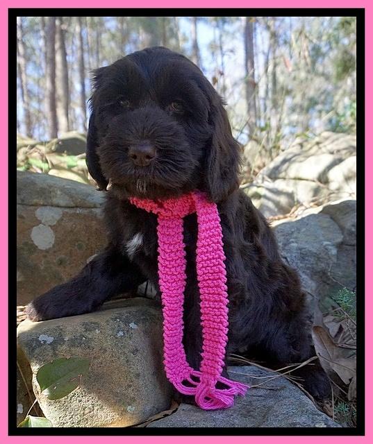 Caymen Solo pups 8 wks old 101