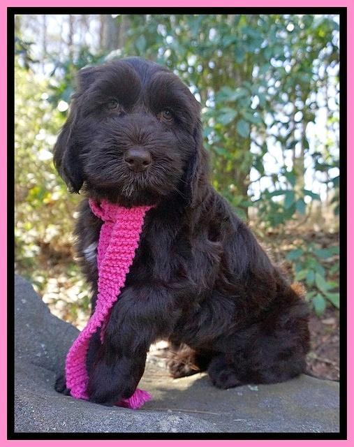 Caymen Solo pups 8 wks old 81