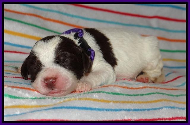 Cayman Solo pups 1 wk old 81