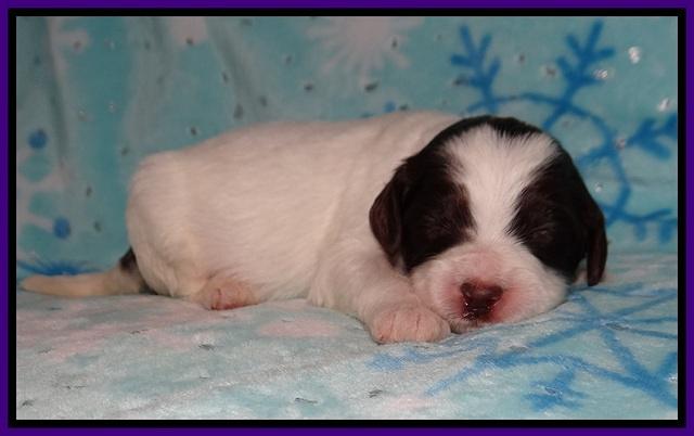 Cayman Solo pups 2 wk old 91
