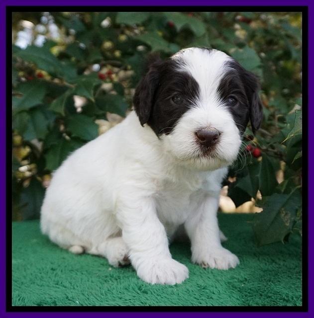 Caymen Solo pups 4 wks old 181