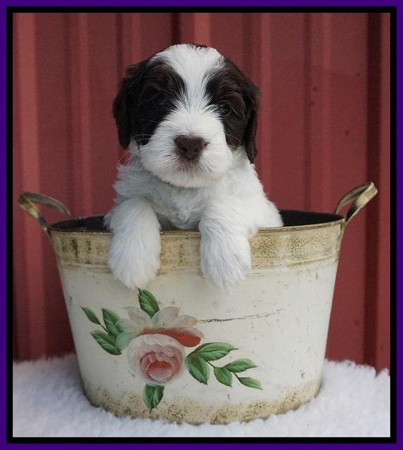 Caymen Solo pups 5 wks old 191