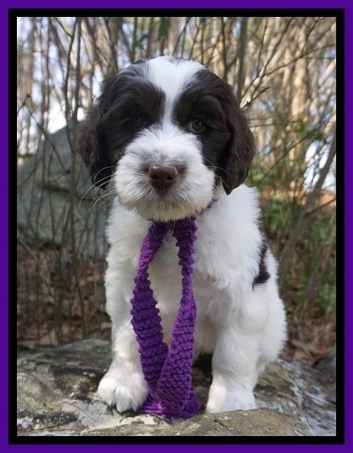 Caymen Solo pups 8 wks old 111