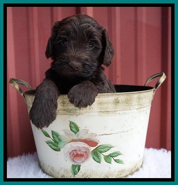 Caymen Solo pups 5 wks old 221