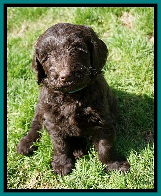 Caymen Solo pups 7 wks old301