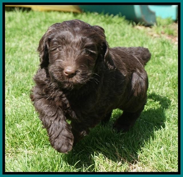 Caymen Solo pups 7 wks old311