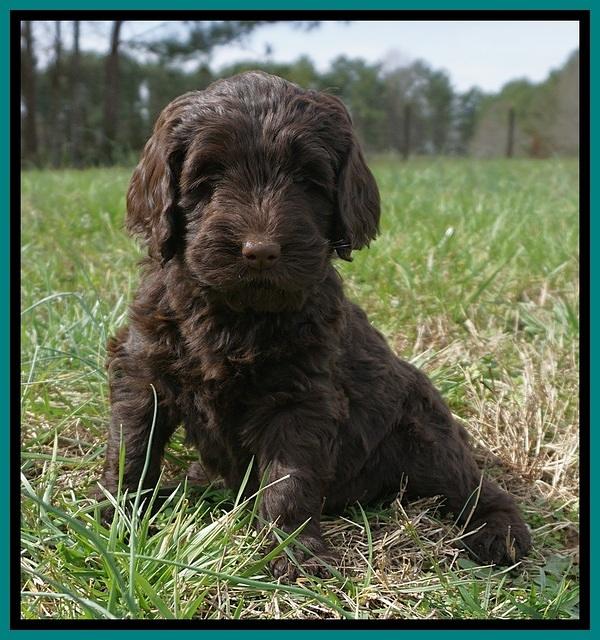 Caymen Solo pups 7 wks old331