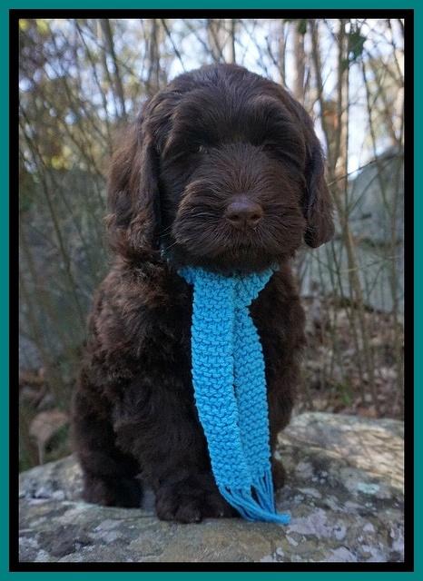 Caymen Solo pups 8 wks old 51