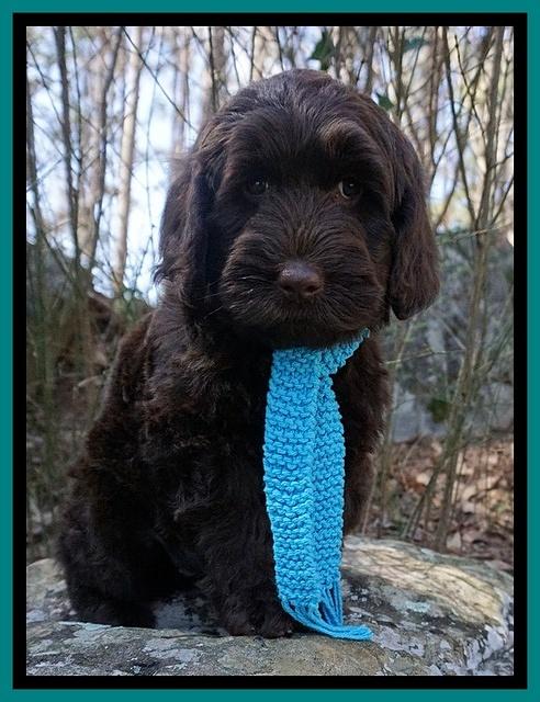 Caymen Solo pups 8 wks old 61