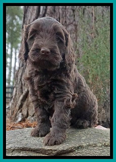 Caymen solo pups 6 wks old 351