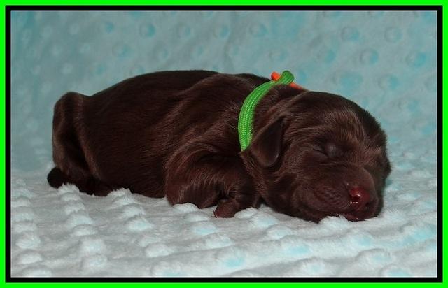 Cayman Solo Newborn 91