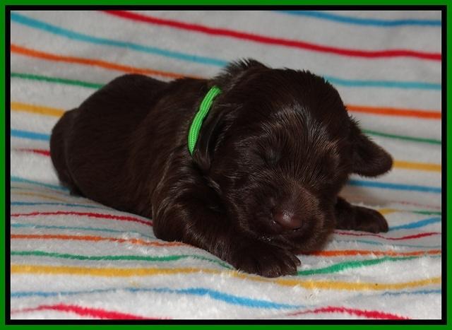Cayman Solo pups 1 wk old 101