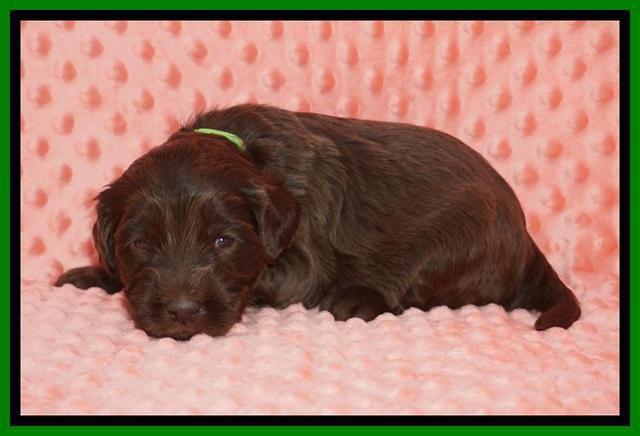 Caymen Solo pups 3 wks old 8122