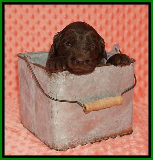 Caymen Solo pups 3 wks old 9122